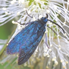 Turneriprocris dolens (A Zygaenid moth) at Cotter River, ACT - 9 Jan 2021 by Harrisi