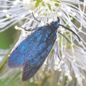 Turneriprocris dolens at Namadgi National Park - 9 Jan 2021