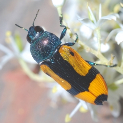 Castiarina skusei (A Jewel Beetle) at Holt, ACT - 11 Jan 2021 by Harrisi