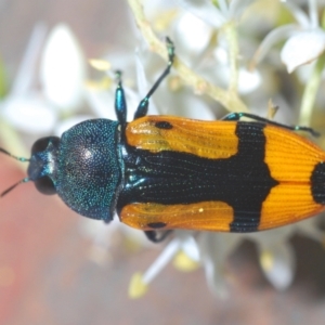 Castiarina skusei at Holt, ACT - 11 Jan 2021 07:18 PM