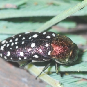 Diphucrania leucosticta at Cotter River, ACT - 10 Jan 2021