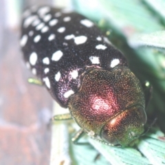 Diphucrania leucosticta at Cotter River, ACT - 10 Jan 2021