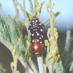 Diphucrania leucosticta at Cotter River, ACT - 10 Jan 2021