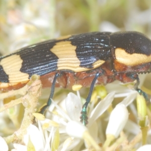 Castiarina marginicollis at Tuggeranong DC, ACT - 9 Jan 2021