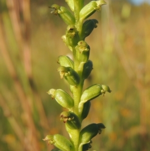 Microtis parviflora at Conder, ACT - 30 Nov 2020