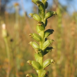 Microtis parviflora at Conder, ACT - 30 Nov 2020