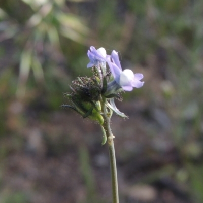 Linaria arvensis (Corn Toadflax) at Conder, ACT - 3 Nov 2020 by MichaelBedingfield