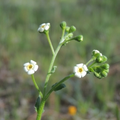 Hackelia suaveolens (Sweet Hounds Tongue) at Tuggeranong Hill - 3 Nov 2020 by michaelb