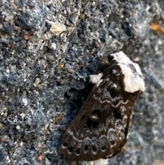 Genduara punctigera (Spotted Clear Winged Snout Moth) at Pialligo, ACT - 11 Jan 2021 by FeralGhostbat