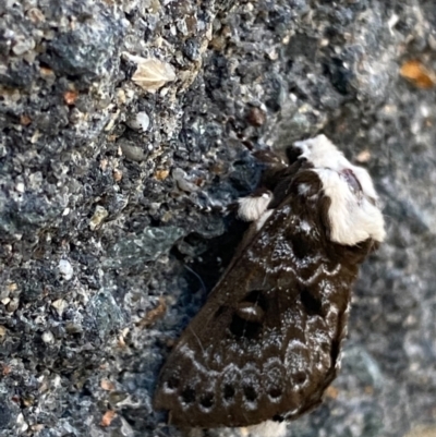 Genduara punctigera (Spotted Clear Winged Snout Moth) at Pialligo, ACT - 12 Jan 2021 by FeralGhostbat