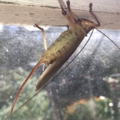 Hadrogryllus sp. (genus) (A raspy cricket) at Lower Boro, NSW - 30 Dec 2020 by mcleana