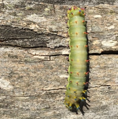 Opodiphthera eucalypti (Emperor Gum Moth) at Lower Boro, NSW - 26 Dec 2020 by mcleana