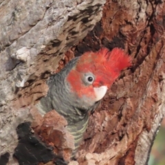 Callocephalon fimbriatum at Garran, ACT - suppressed