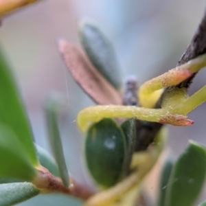 Cassytha pubescens at Currawang, NSW - 12 Jan 2021