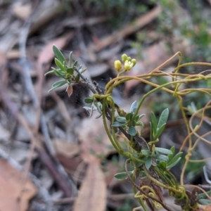 Cassytha pubescens at Currawang, NSW - suppressed