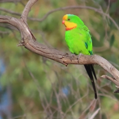 Polytelis swainsonii (Superb Parrot) at Garran, ACT - 12 Jan 2021 by roymcd