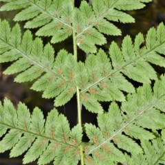 Leptopteris fraseri (Crepe Fern) at Robertson - 11 Jan 2021 by plants