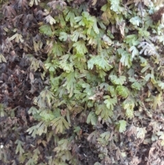 Hymenophyllum lyallii at Budderoo National Park - 11 Jan 2021 by plants