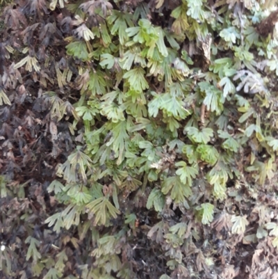 Hymenophyllum lyallii at Budderoo National Park - 11 Jan 2021 by plants