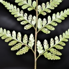 Rumohra adiantiformis (Leathery Shield-Fern) at Budderoo National Park - 12 Jan 2021 by plants