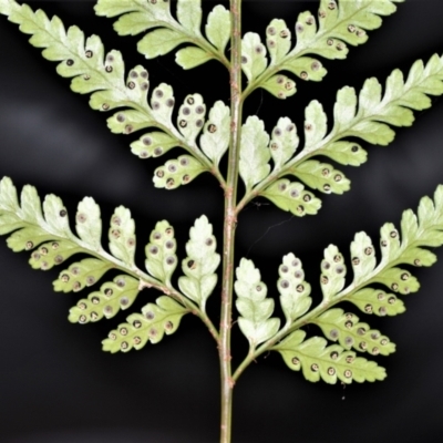 Rumohra adiantiformis (Leathery Shield-Fern) at Budderoo National Park - 12 Jan 2021 by plants