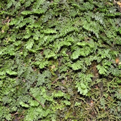 Hymenophyllum cupressiforme (Common Filmy Fern) at Barrengarry, NSW - 11 Jan 2021 by plants