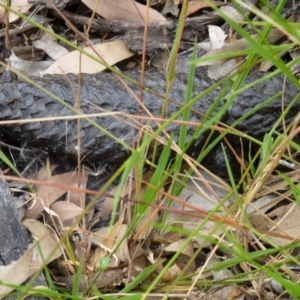 Tiliqua rugosa at Nicholls, ACT - 4 Jan 2021 01:56 PM