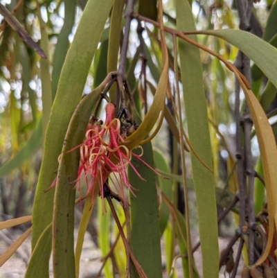 Amyema pendula subsp. pendula (Drooping Mistletoe) at Currawang, NSW - 16 Dec 2020 by camcols