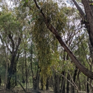 Amyema pendula subsp. pendula at Currawang, NSW - 16 Dec 2020