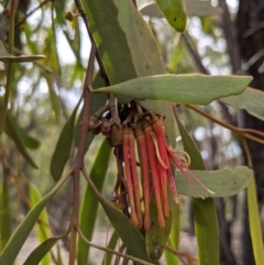 Amyema pendula subsp. pendula at Currawang, NSW - 16 Dec 2020