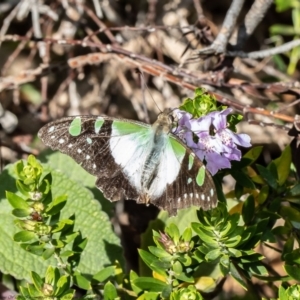 Graphium macleayanum at Acton, ACT - 11 Jan 2021 09:08 AM