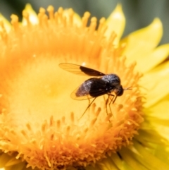 Geron nigralis (Slender bee fly) at ANBG - 10 Jan 2021 by Roger