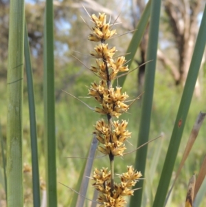 Lomandra longifolia at Conder, ACT - 3 Nov 2020