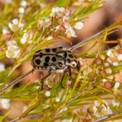 Neorrhina punctata (Spotted flower chafer) at ANBG - 10 Jan 2021 by Roger