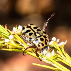 Neorrhina punctata at Acton, ACT - 11 Jan 2021