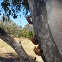 Psaltoda moerens (Redeye cicada) at Watson, ACT - 11 Jan 2021 by MPW