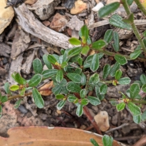 Phyllanthus occidentalis at Currawang, NSW - 6 Jan 2021