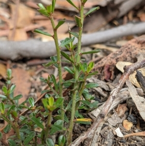 Phyllanthus occidentalis at Currawang, NSW - 6 Jan 2021 11:11 AM