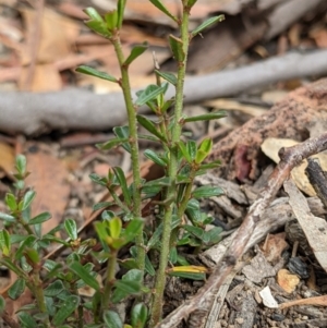 Phyllanthus occidentalis at Currawang, NSW - 6 Jan 2021