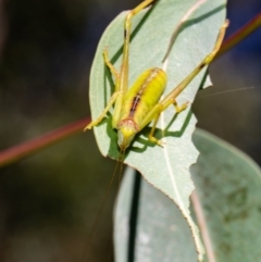 Tettigoniidae (family) (Unidentified katydid) at Acton, ACT - 10 Jan 2021 by Roger