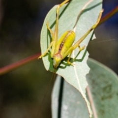 Tettigoniidae (family) (Unidentified katydid) at ANBG - 10 Jan 2021 by Roger