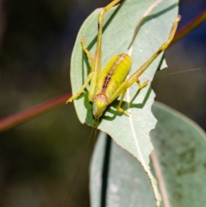 Tettigoniidae (family) at Acton, ACT - 11 Jan 2021 10:06 AM