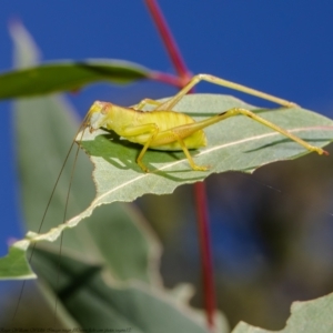 Tettigoniidae (family) at Acton, ACT - 11 Jan 2021