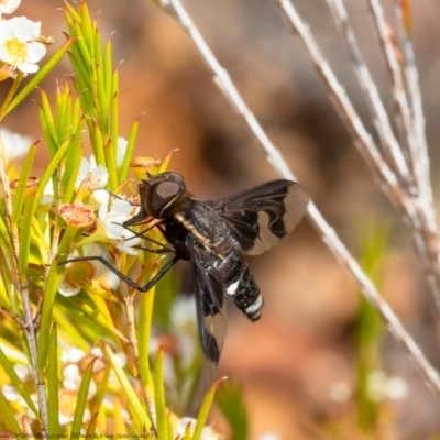 Balaana sp. (genus) (Bee Fly) at ANBG - 10 Jan 2021 by Roger