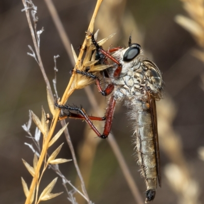 Zosteria sp. (genus) (Common brown robber fly) at Acton, ACT - 11 Jan 2021 by Roger