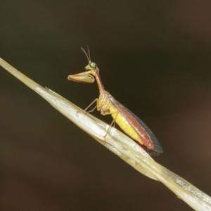 Mantispidae (family) at Acton, ACT - 3 Jan 2021