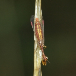 Mantispidae (family) at Acton, ACT - 3 Jan 2021