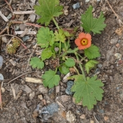 Modiola caroliniana (Red-flowered Mallow) at Currawang, NSW - 23 Dec 2020 by camcols