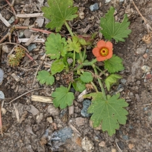 Modiola caroliniana at Currawang, NSW - 23 Dec 2020