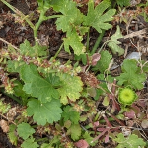 Modiola caroliniana at Currawang, NSW - 23 Dec 2020